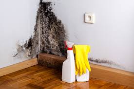 Best Emergency Mold Remediation in Hermann, MO